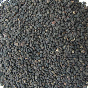 KAARBOGA ARISI ( BABCHI SEEDS )