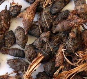 KORAI KIZHANGU ( MOTHA / NUT GRASS ) - DRIED
