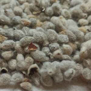 PARUTHI KOTTAI ( COTTON SEEDS )