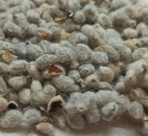 PARUTHI KOTTAI ( COTTON SEEDS )