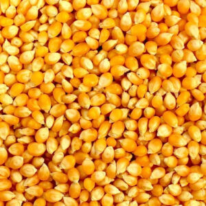 MANJAL CHOLLAM ( JOWAR )
