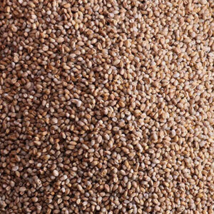 NATTU KAMBU ( MILLET )