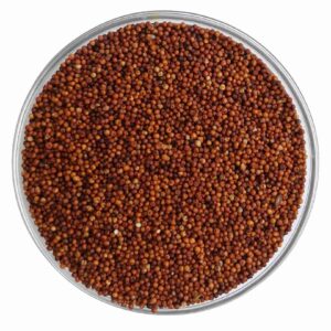 RAGI / KELVARAGU ( FINGER MILLET )