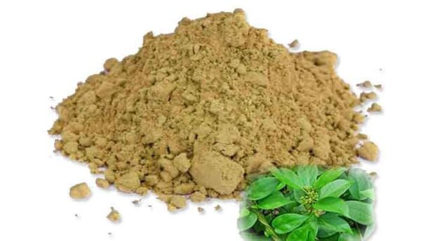 SIRUKURINJAN POWDER