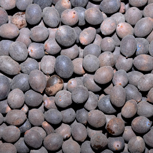 THAMARAI VITHAI ( LOTUS SEED )